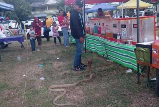 marries-snake 